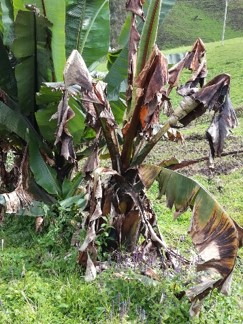 Setting up a molecular epidemiology approach for unraveling the emergence of the Banana Xanthomonas Wilt